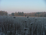 In de winter is er veel zaad voor vogels zoals putters.