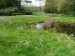 Zenegroen, dotters, pinksterbloem en watermunt langs vijver.