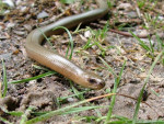 Hazelworm